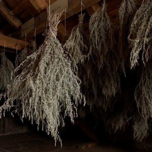 Wormwood hanging to dry that is used to create Kubler Absinthe