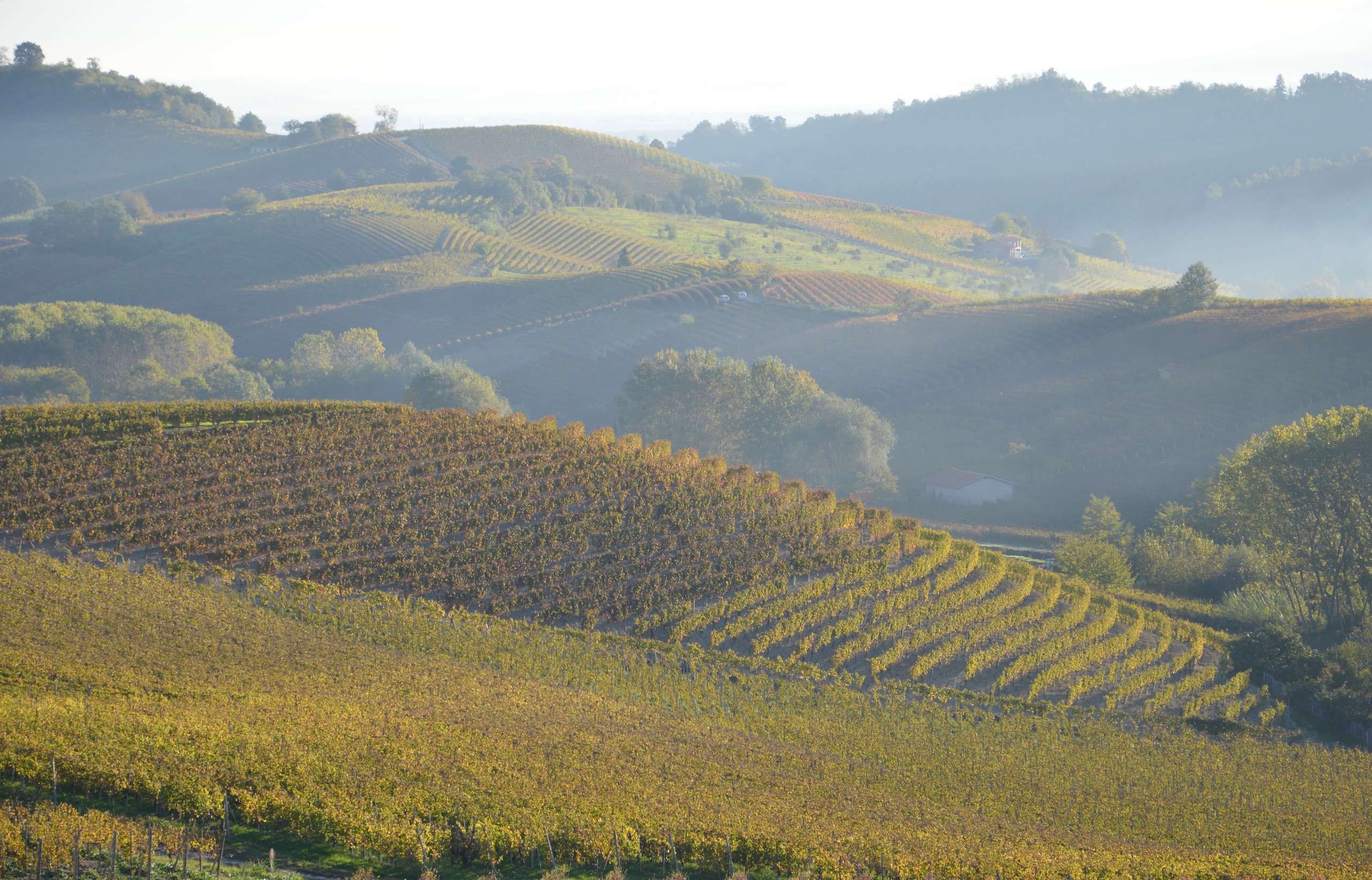 Vineyard of Rinaldi Vini