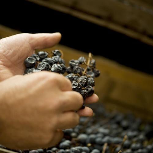 Man hands with grapes ready to be made into wine at Corte Archi vineyards